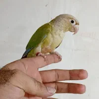 گرینچیک نر رام|پرنده|پاکدشت, پاکدشت (مامازند)|دیوار