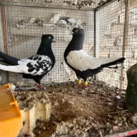 کبوتر سینه سیاه و کله سیاه|پرنده|فلاورجان, |دیوار