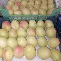 زردالودرجه یک کاملا ارگانیک