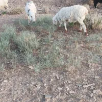 بره نر رگایی