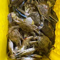 ماهی تازه صید روز|خوردنی و آشامیدنی|بندرلنگه, |دیوار