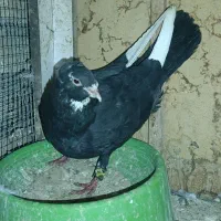 معاوضه با پرشی