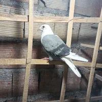 کبوتر|پرنده|بیرجند, |دیوار