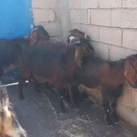 بز برای داشت|حیوانات مزرعه|گهواره, |دیوار