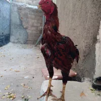 یک عدد خروس زیبا..یک عدد خروس لاری|حیوانات مزرعه|خلخال, |دیوار