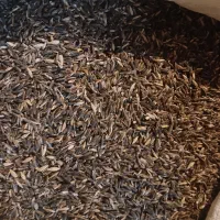 جو سیاه دانه بلند