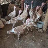 بوقلمون ۶ ماهه|حیوانات مزرعه|آبدانان, |دیوار