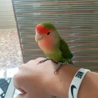 طوطی برزیلی