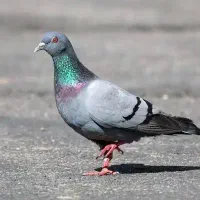 کبوتر