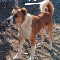 سگ های سنگین وزن روسی آلابای افغان سراب