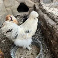 خروس ابریشمی تازه بالغ