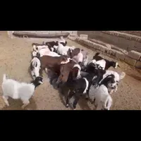 تعداد ۲۴ بزغاله سالم علف خوار