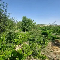 باغ انگور