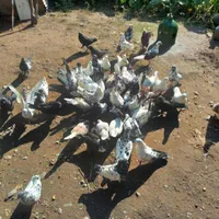 کبوتر|پرنده|آستانه اشرفیه, |دیوار