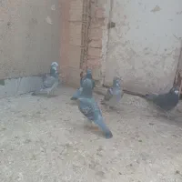 کبوتر پلاکی به تعداد ۵تایی
