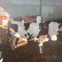 گوساله سیمینتال پروار|حیوانات مزرعه|نجفآباد, حومه نجف آباد|دیوار