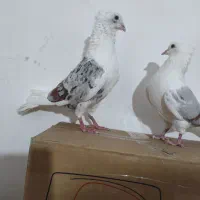 خوشونه|پرنده|الشتر, |دیوار