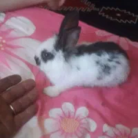 خرگوش لوپ دستی