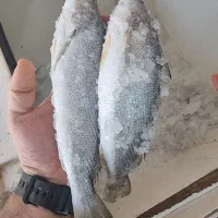 ماهی و میگو تازه صید روز بوشهر|خوردنی و آشامیدنی|تهران, دانشگاه شریف|دیوار