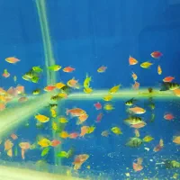 ماهی گوشتخوار و گیاهخوار