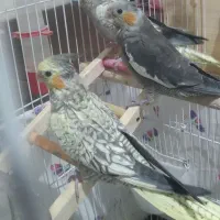 عروس ‌هلندی