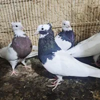 فروش کبوتر|پرنده|شیراز, آبیاری|دیوار