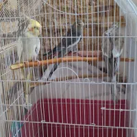 واگذاری عروس هلندی با وسایل