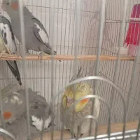 جوجه عروس هلندی 3ماهه|پرنده|تفت, |دیوار