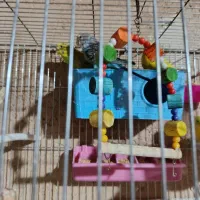 مرغ عشق ۱۱تا|پرنده|شیراز, دروازه قران|دیوار