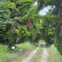 زمین-در-ابعاد-مختلف-سندتکبرگ-منطقه-جنگلی-قابل-ساخت