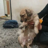 سگ پامر اشمیتز یک ساله