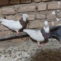 طوقی کوهی|پرنده|آباده, |دیوار