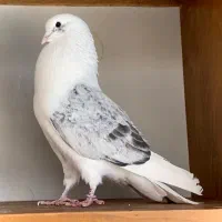 کبوتر جوجه پشت شاهی اصیل ساعت سنگین