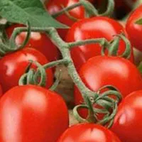 سرکارگر امور کشاورزی انبار سرد خانه