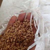گندم مورموری