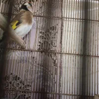 سهره|پرنده|یاسوج, |دیوار