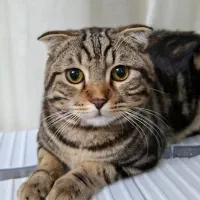 گربه نژاد دار