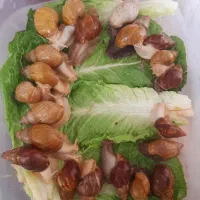 حلزون پرورشی جوانساز پوست و کار