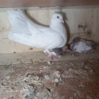 کفتر چتری
