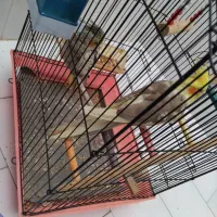 عروس هلندی 4میلیون با قفس