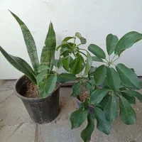 گل‌های آپارتمانی|گل و گیاه طبیعی|کنارک, |دیوار