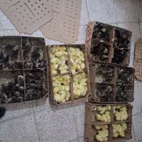 ماکیان جوجه همدان ، لرستان،کرمانشاه ،کرج