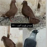 سار سرور دو‌ رگ رنگه