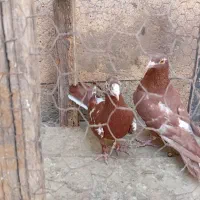 نروماده‌سوسکی‌سرخ