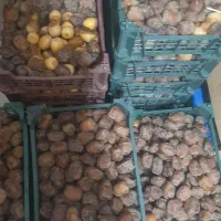 خرما و رطب برحی