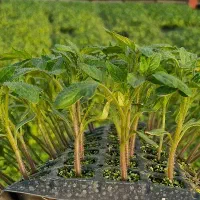 پذیرش سفارش کشت انواع نشا کلم ، گوجه، کاهو