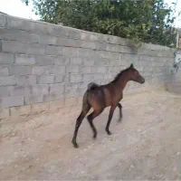 سلام کره ی از ستاره بیدله دوساله سرو دم گیر