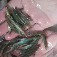 بچه اردک ماهی