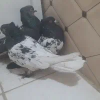 کبوتر کله سیاه