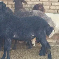 قوچ بره|حیوانات مزرعه|کویرات, |دیوار